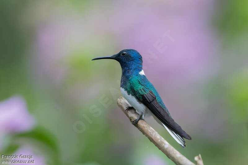 White-necked Jacobin male adult breeding, identification