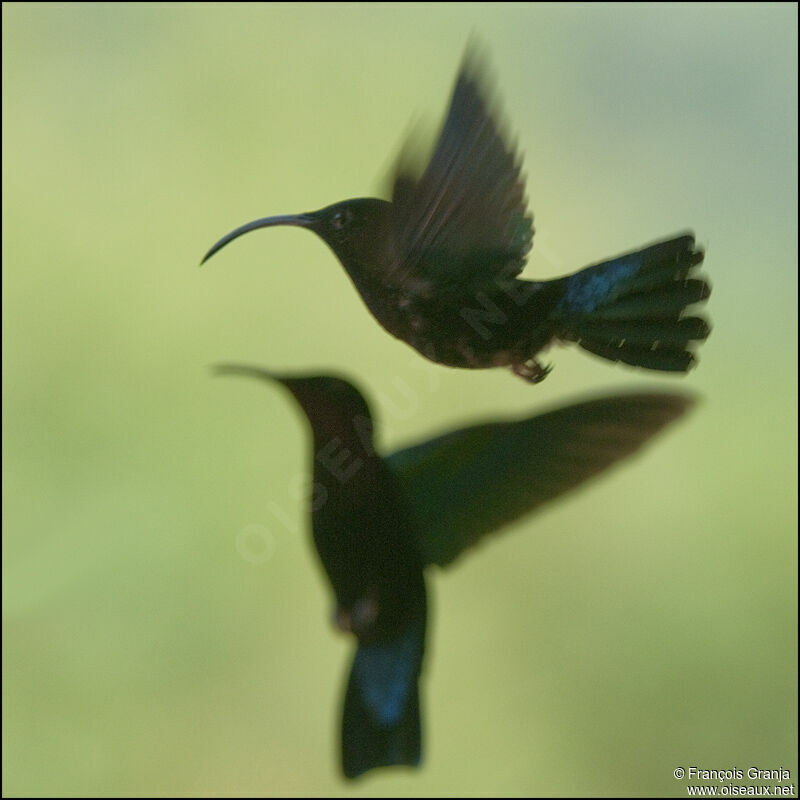 Purple-throated Caribadult