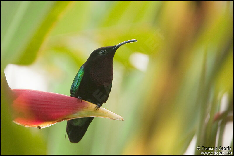 Purple-throated Caribadult