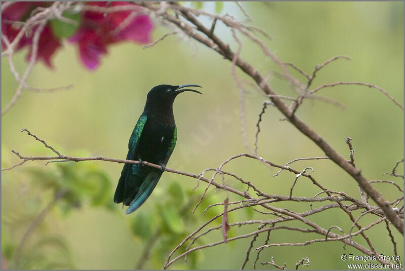 Purple-throated Caribadult