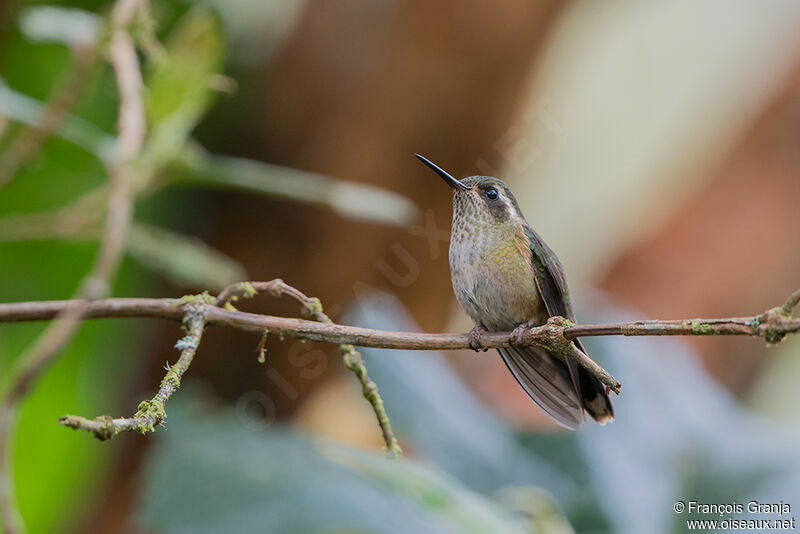 Colibri moucheté