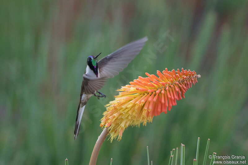 Colibri noble