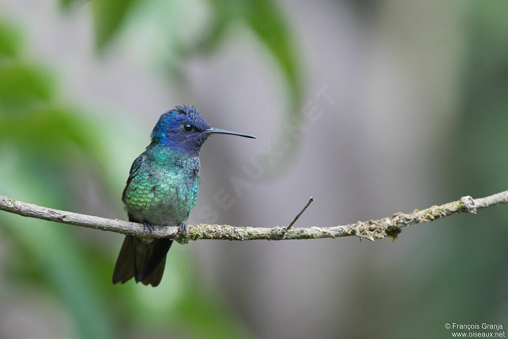 Colibri oenone