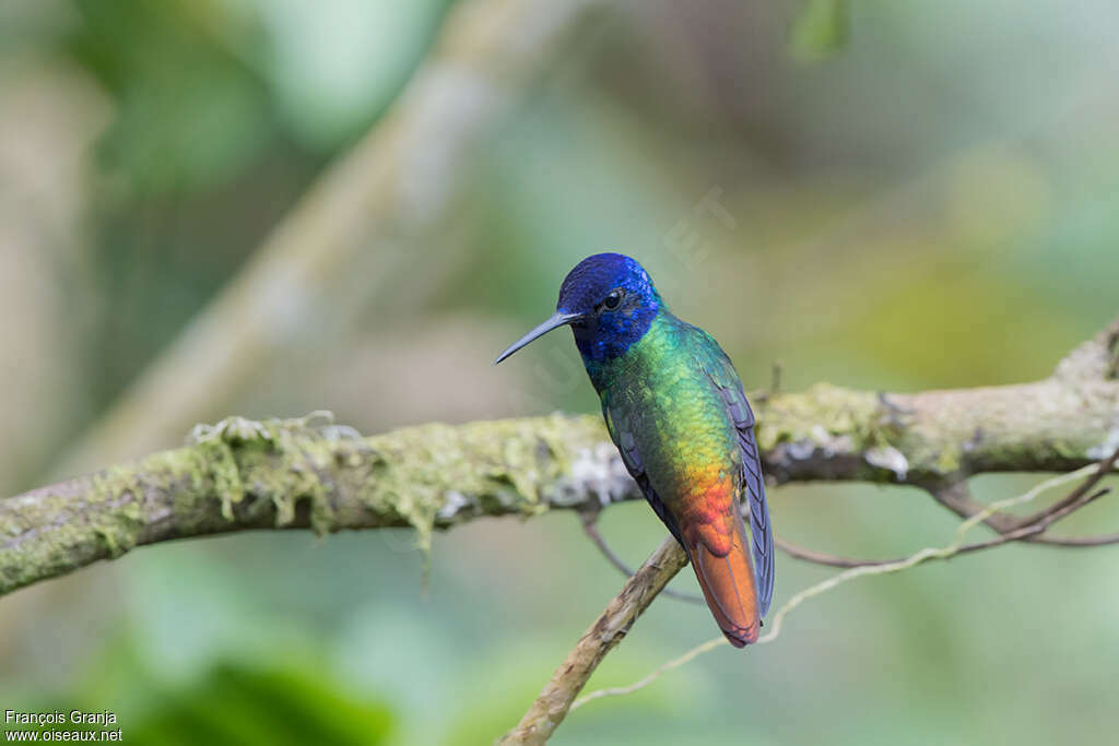 Colibri oenone