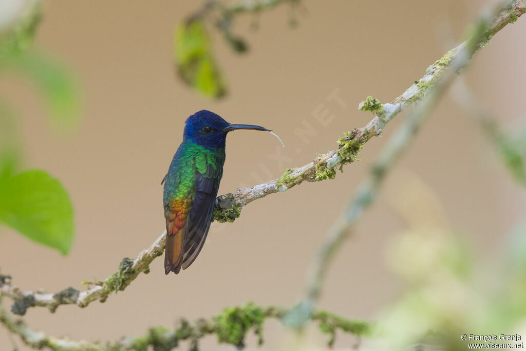 Colibri oenone