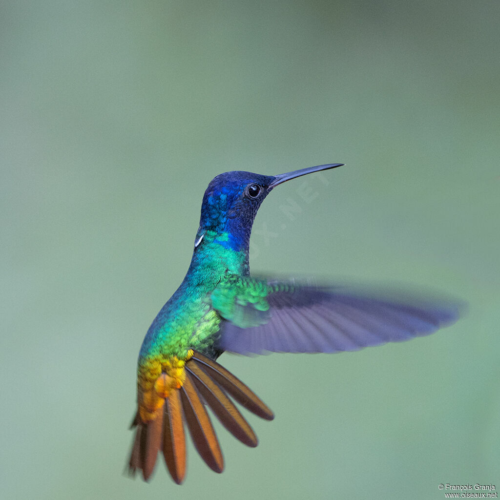 Colibri oenone