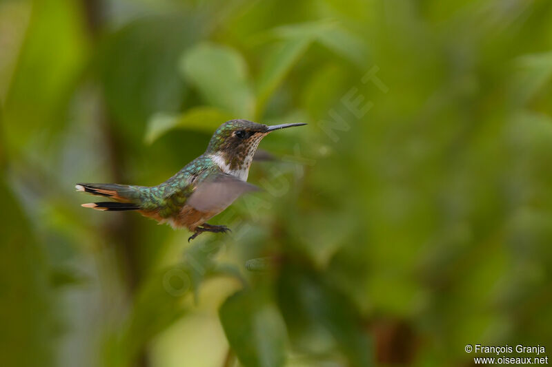 Scintillant Hummingbird