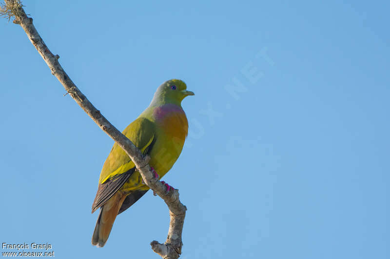 Orange-breasted Green Pigeon