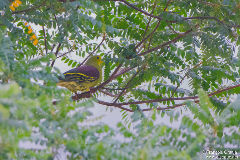 Sri Lanka Green Pigeon