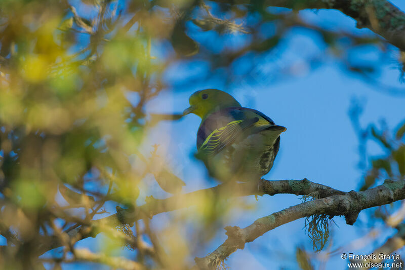 Sri Lanka Green Pigeon