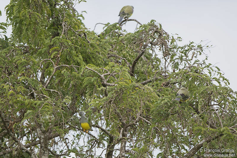 Bruce's Green Pigeon