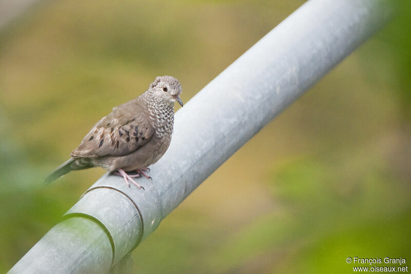 Common Ground Doveadult