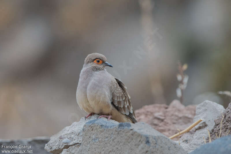 Bare-faced Ground Doveadult, close-up portrait