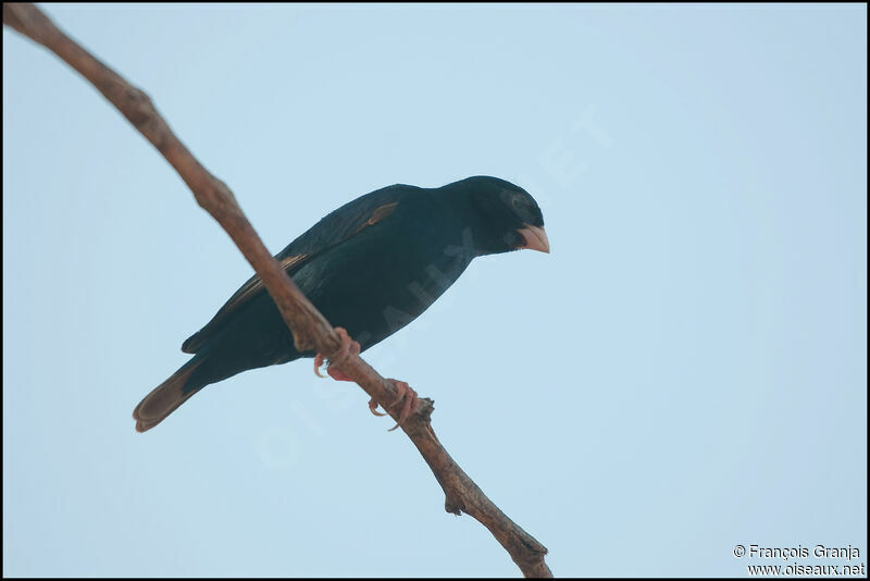 Village Indigobird male adult