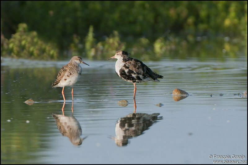 Ruff adult