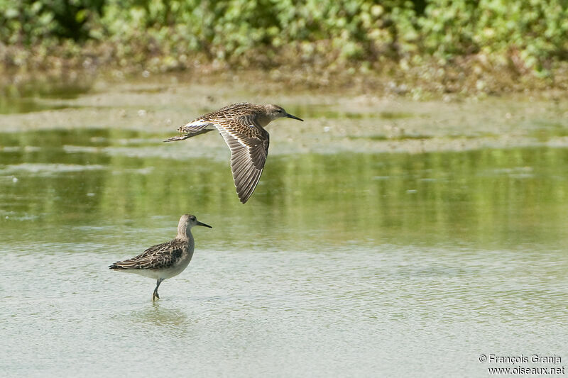 Ruff adult