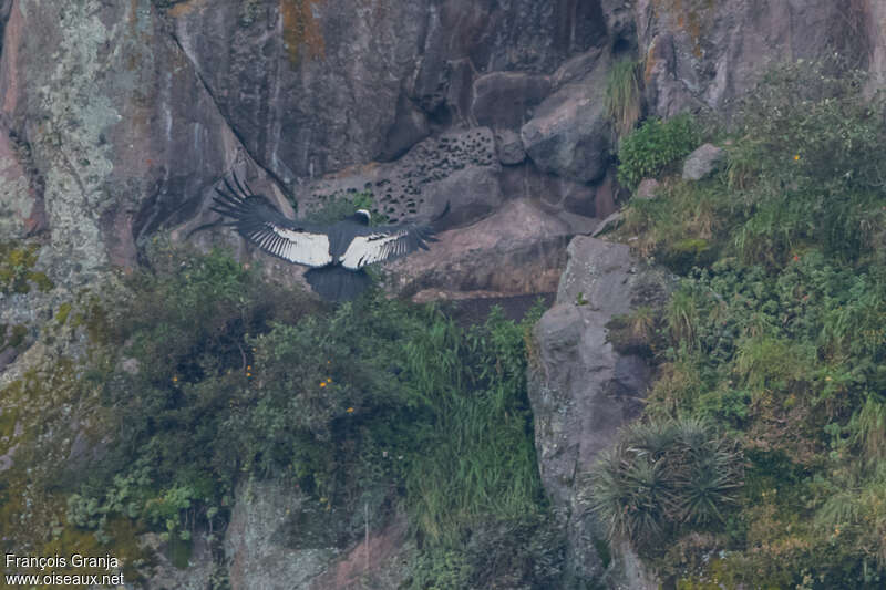 Andean Condoradult, Flight