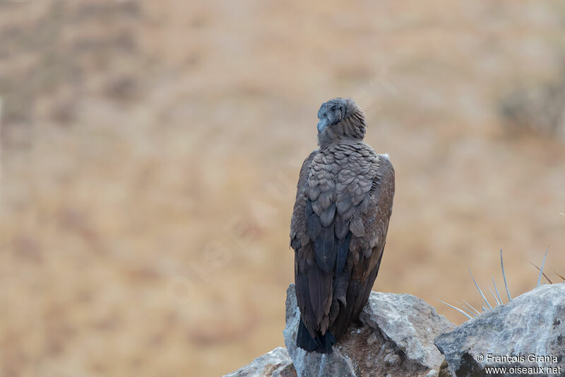 Andean Condorimmature