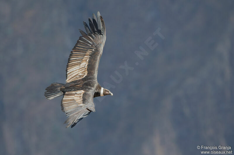 Condor des Andes