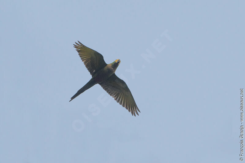 Yellow-eared Parrot