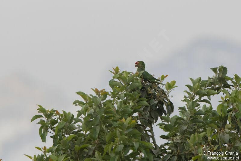 Conure à tête rouge