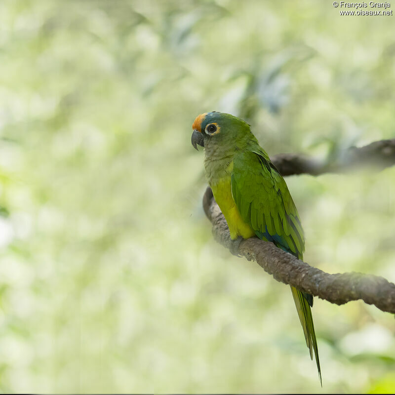 Conure couronnée