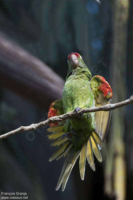 Finsch's Parakeetadult, pigmentation, Behaviour