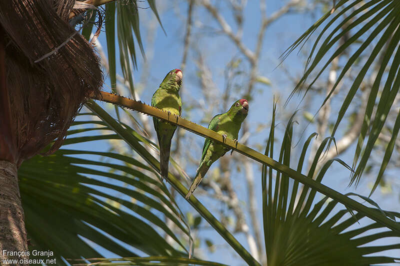 Conure de Finschadulte, habitat, pigmentation