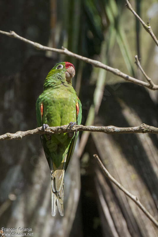 Finsch's Parakeetadult, close-up portrait