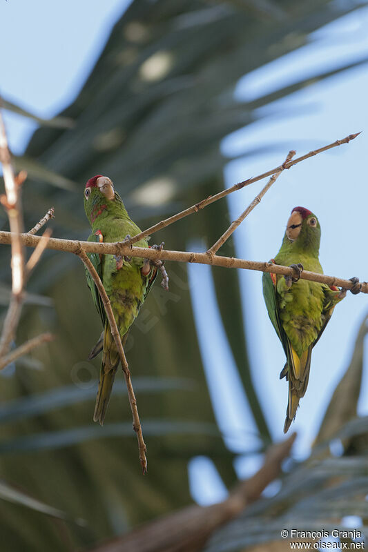 Conure de Finschimmature