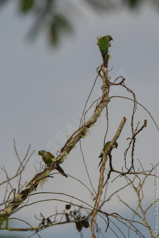 Maroon-tailed Parakeet