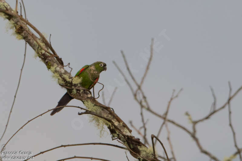 Conure de Souancéadulte, identification