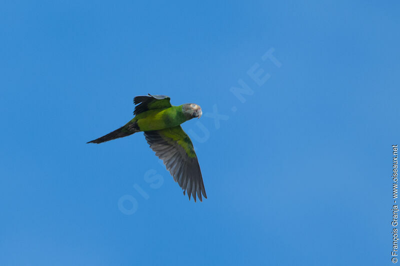 Conure de Weddell