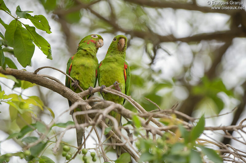 Conure pavouane