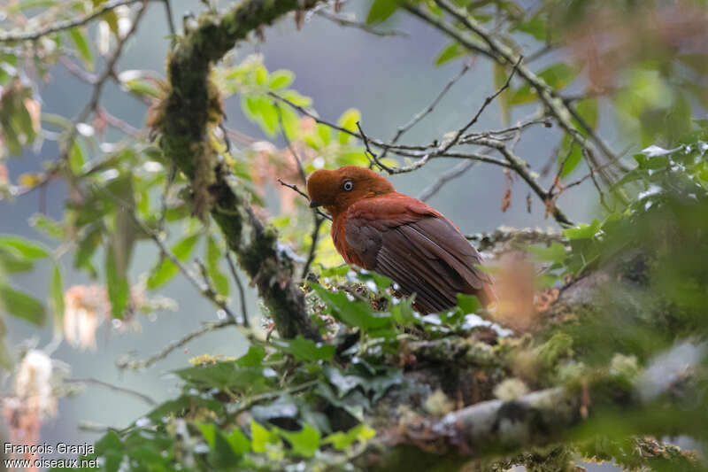 Andean Cock-of-the-rock female adult, habitat, pigmentation