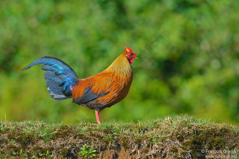 Coq de Lafayette