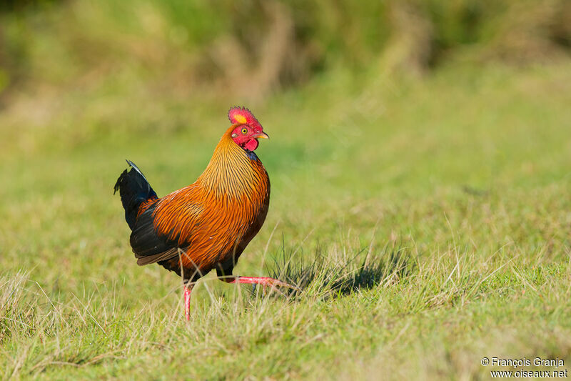 Sri Lanka Junglefowl