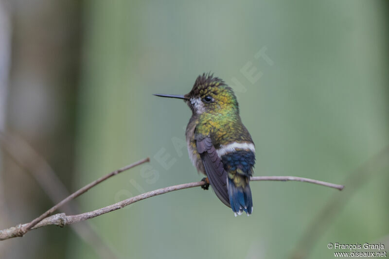 Wire-crested Thorntail