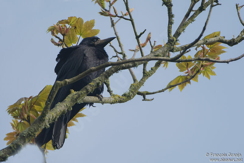 Corbeau freuxadulte