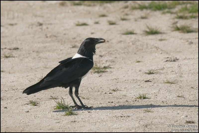 Corbeau pie