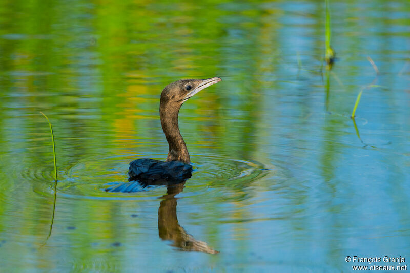 Cormoran à cou brun