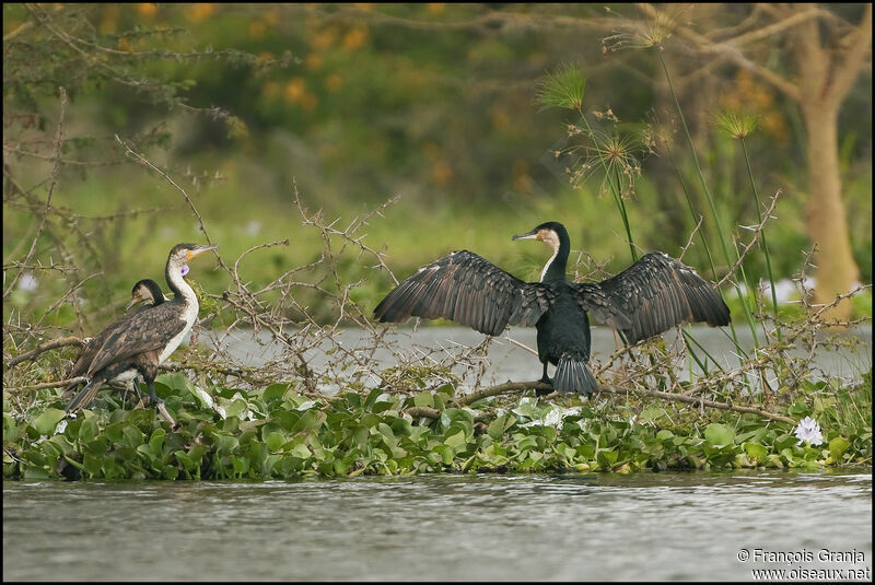 Cormoran à poitrine blanche 