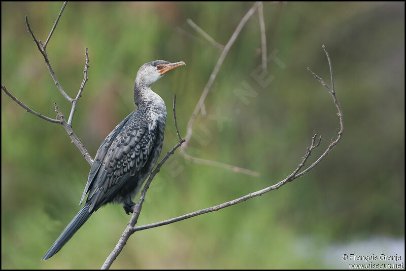 Reed Cormorant