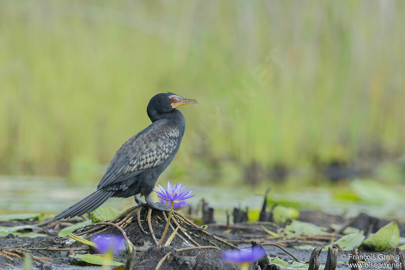 Reed Cormorant