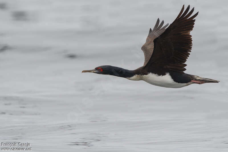 Cormoran de Bougainvilleadulte, Vol