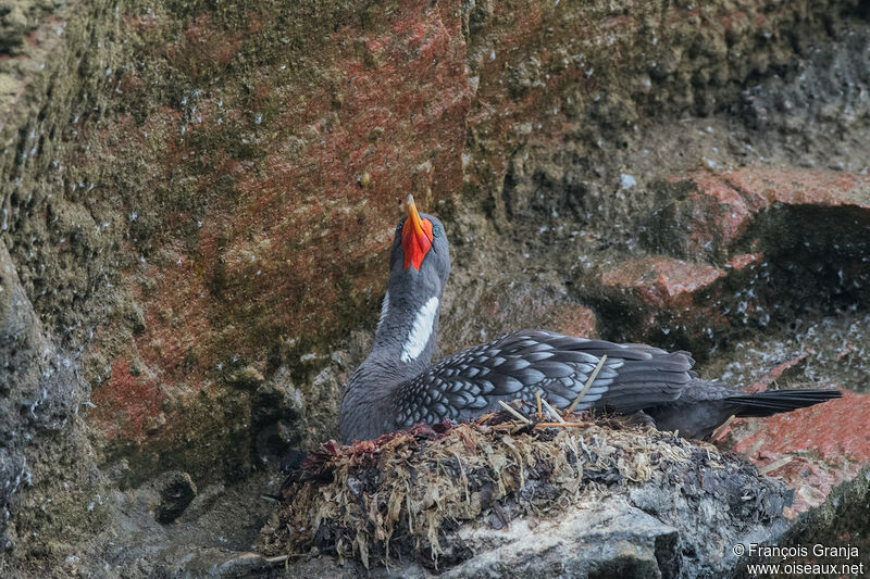 Red-legged Cormorant