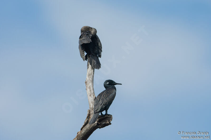 Cormoran de Vieillot