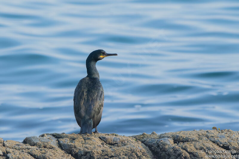 European Shag