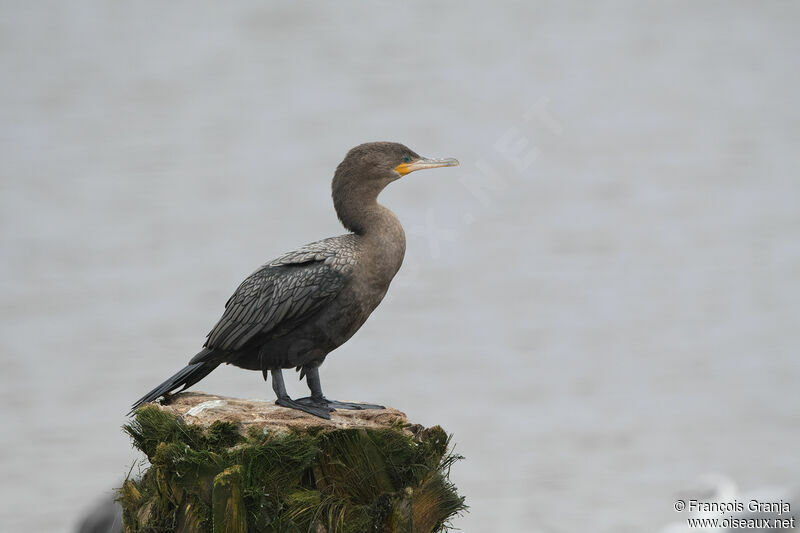 Cormoran vigua