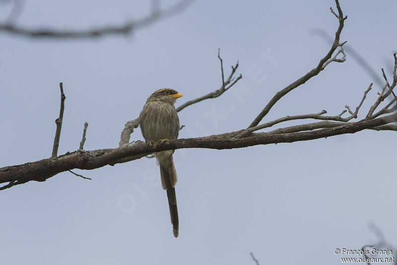 Yellow-billed Shrikeadult